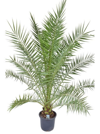 Phoenix canariensis V220cm