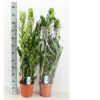 Zamioculcas zamiifolia hydroflora