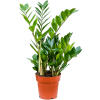 Zamioculcas zamiifolia hydroflora