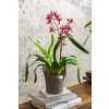 Kvetináč Lechuza Orchidea taupe matná so SZS HF