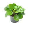 Pilea peperomides