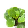 Pilea peperomides listy