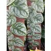Monstera dubia  listy