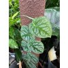 Monstera dubia listy hf