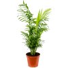 Chamaedorea elegans 17x50cm