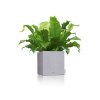 Kvetináč Lechuza Canto Stone Low a papraď asplenium