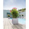 Lechuza Canto Stone Low all-in-one set sivá