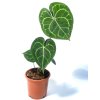 Anthurium clarinervium R12 V40cm