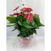 Anthurium "Diamond Red" HF