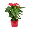 Anthurium "Diamond Red"