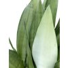 Sansevieria trifasciata"Moonshine" listy