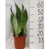Sansevieria trifasciata"Moonshine"