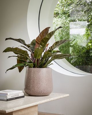 Moderná elegancia v jednoduchosti. 🌿 nádherný Philodendron v štýlovom kvetináči značky BAQ z rady Terrazzo, ktorá vyniká...
