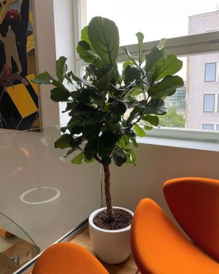 🌿 Nedávno sme sadili nádherný Fikus lyrata a farebný Krotón. Tieto rastliny nielen skrášlia interiér, ale tiež zlepšia...