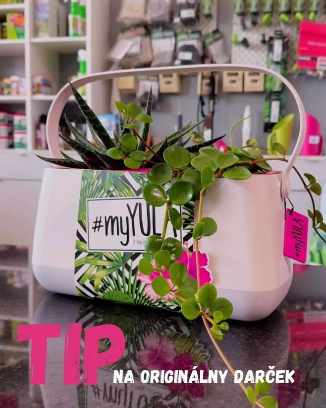 TIP NA ORIGINÁLNY DARČEK 🎁 Retro samozavlažovací kvetináč v tvare kabelky 👛#darcek #prvyskolskyden #kvetinovybox...