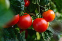 1_tomatoes-5566741_1280_small