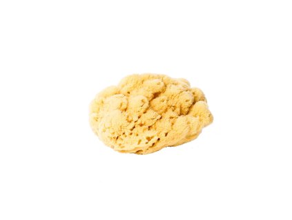 Naturschwamm Ø 14-16 cm Karibischer Schwamm / natural sponge Ø 14-16 cm Caribbean sponge