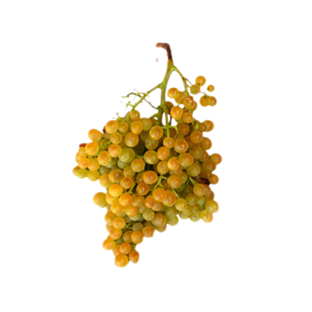 Malvasia2