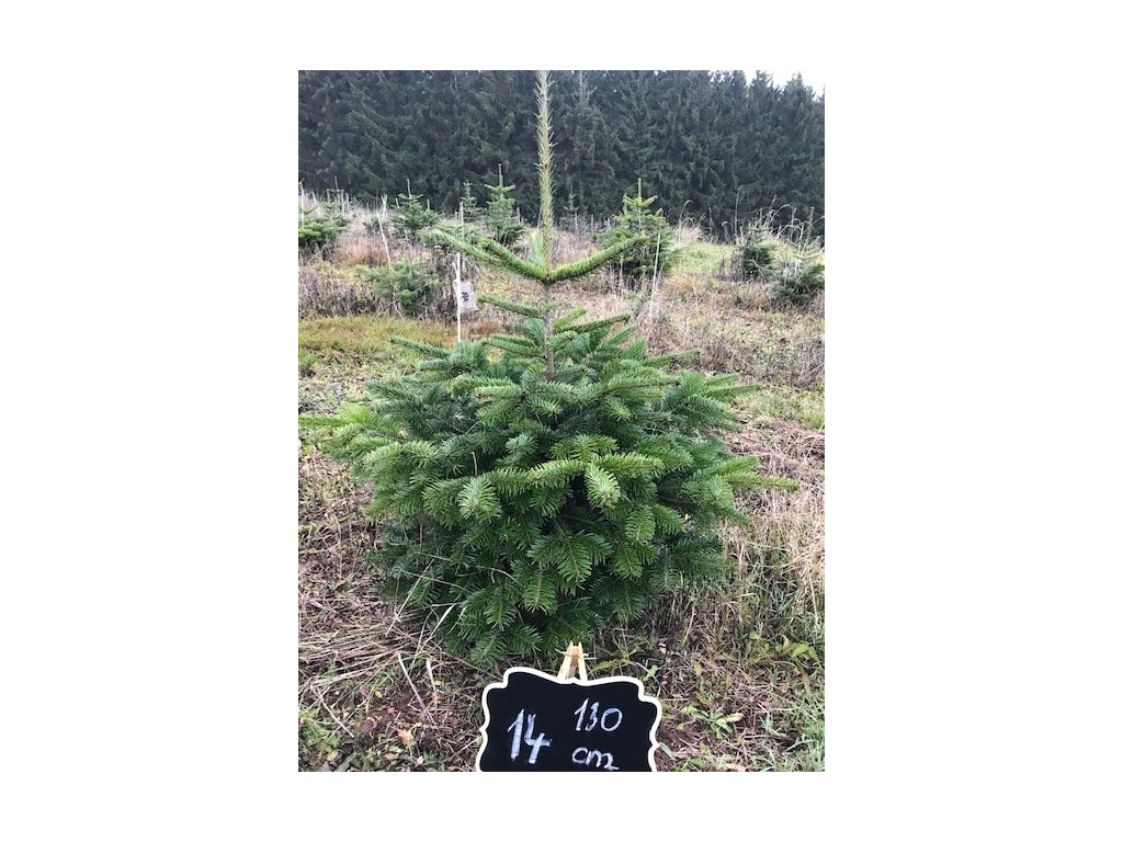 Vánoční stromek - Kavkazská jedle 130cm