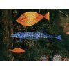 Fish Magic Paul Klee obraz na zeď detail2 IDEAPRINTcz
