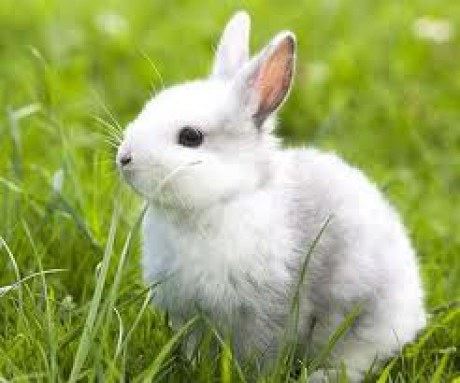 VEGAN - NETESTOVÁNO NA ZVÍŘATECH