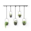 0065815 kvetinace umbra triflora set5ks cerne