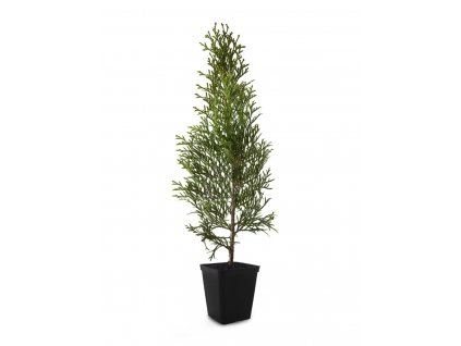 Thuja1