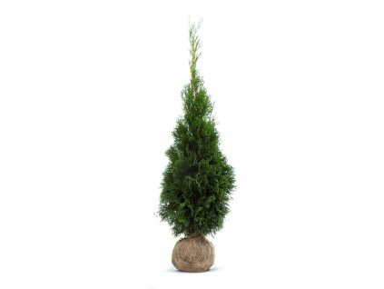 Thuja4