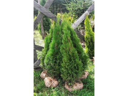 Thuja9