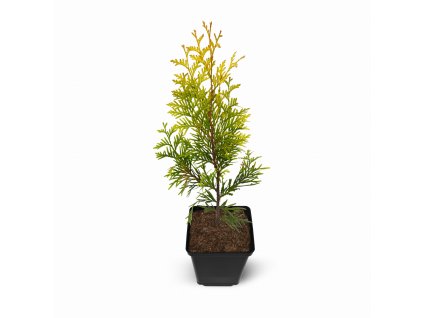 Thuja AURESCENS - P9, 35-40 cm ŽLUTÁ ODRŮDA