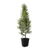 Thuja1