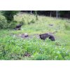 Fotopasca TETRAO Spromise S328 Gen.II 30Mpx 940nm MMS/4G - O2 SIM karta ZADARMO