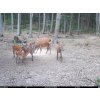 Fotopasca TETRAO Spromise S328 Gen.II 30Mpx 940nm MMS/4G - O2 SIM karta ZADARMO
