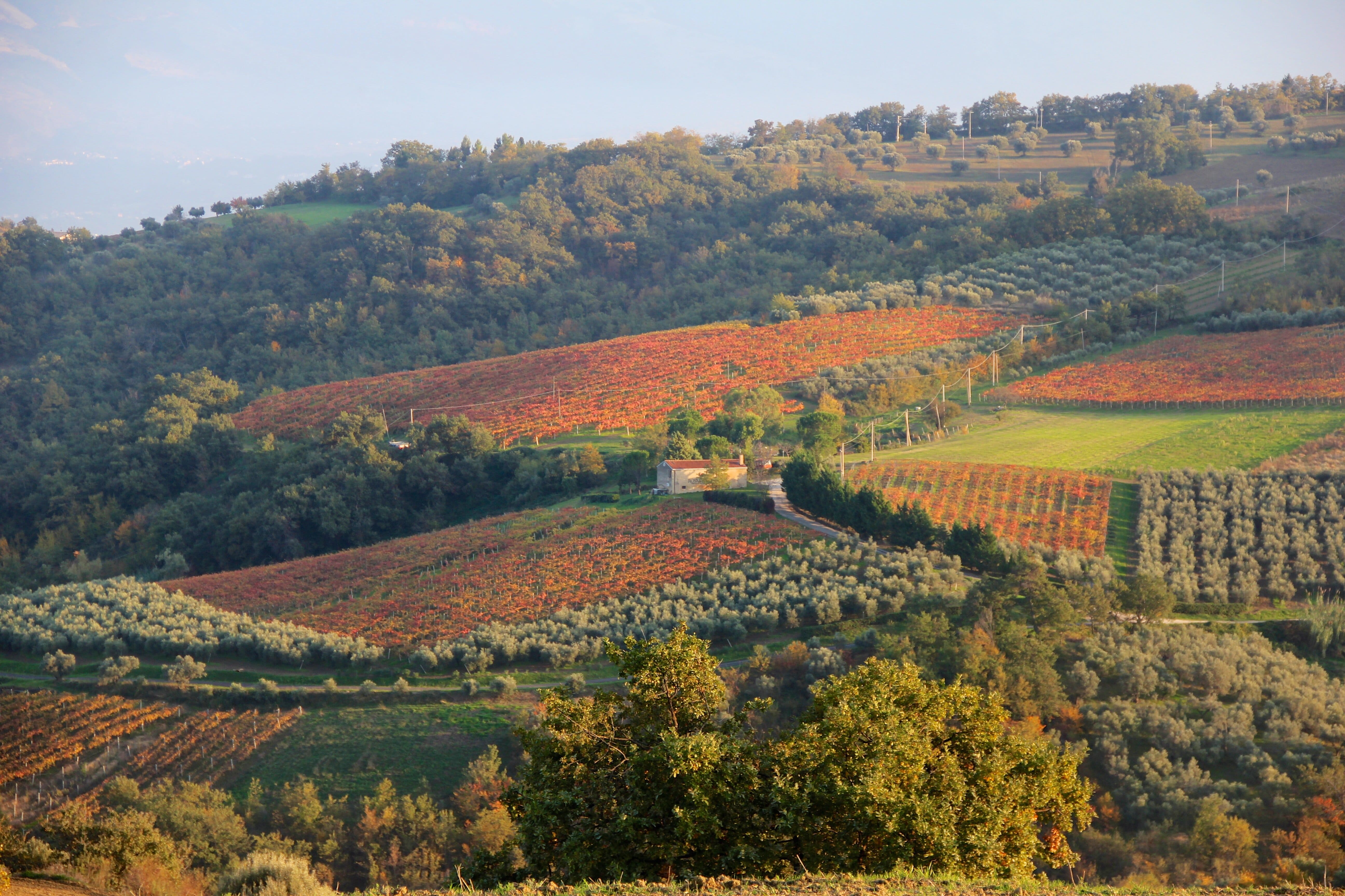 Vinice Rosarubra