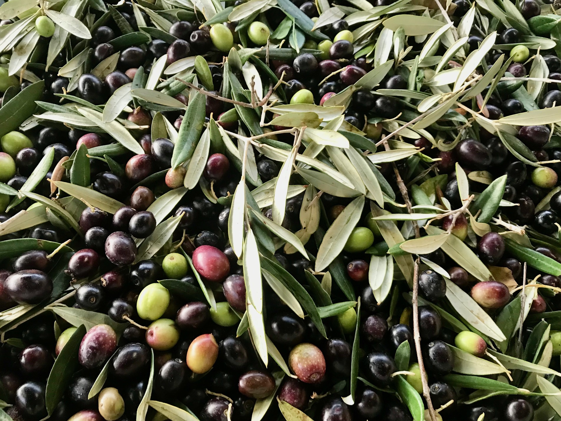 Pozbierané olivy