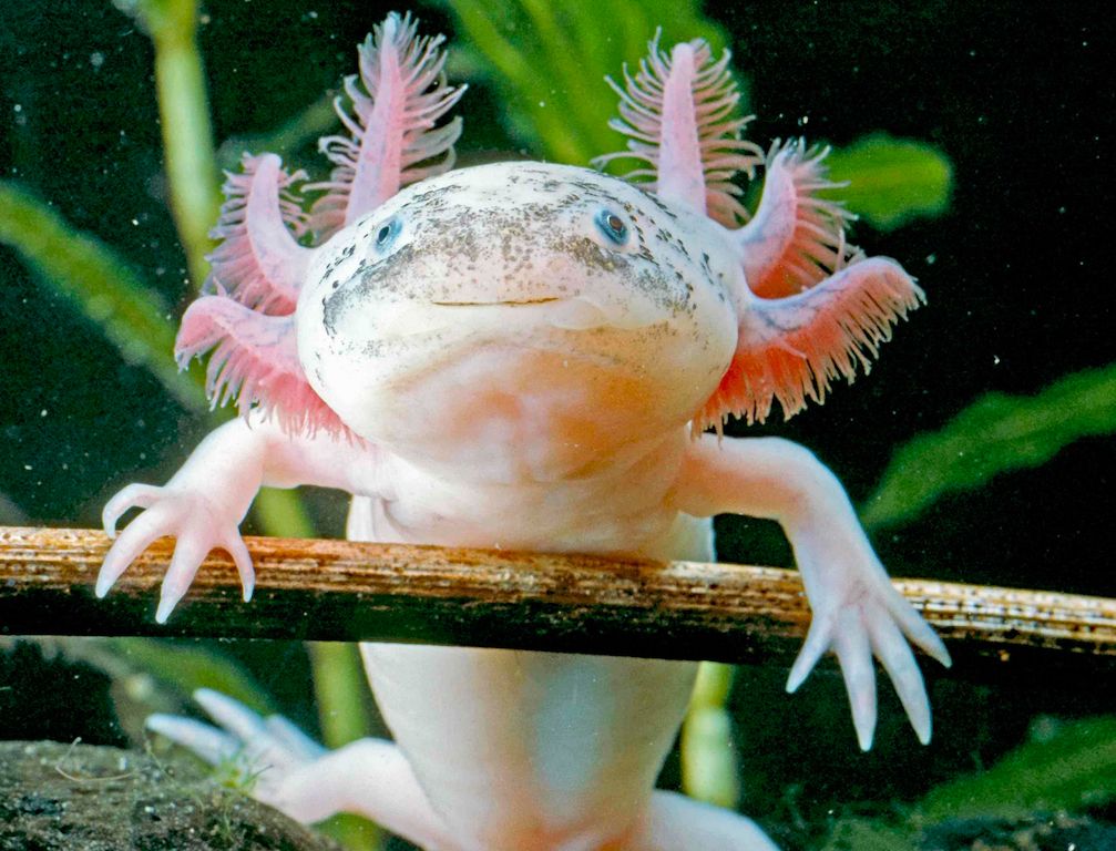 Axolotl mexický