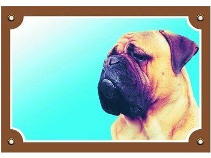 Cedule na vrata Bullmastif