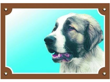 Cedule na vrata Kavkazský ovčák