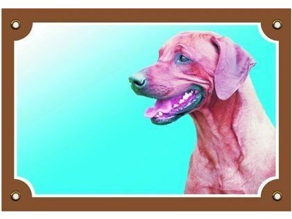 Cedule na vrata Rhodéský ridgeback