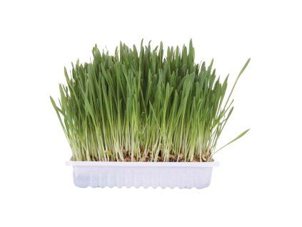 Tráva pro kočku v misce 100g TRIXIE