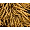 Sušený potemník brazilský, Superworm Dried, 80 g, (Zophobas morio)