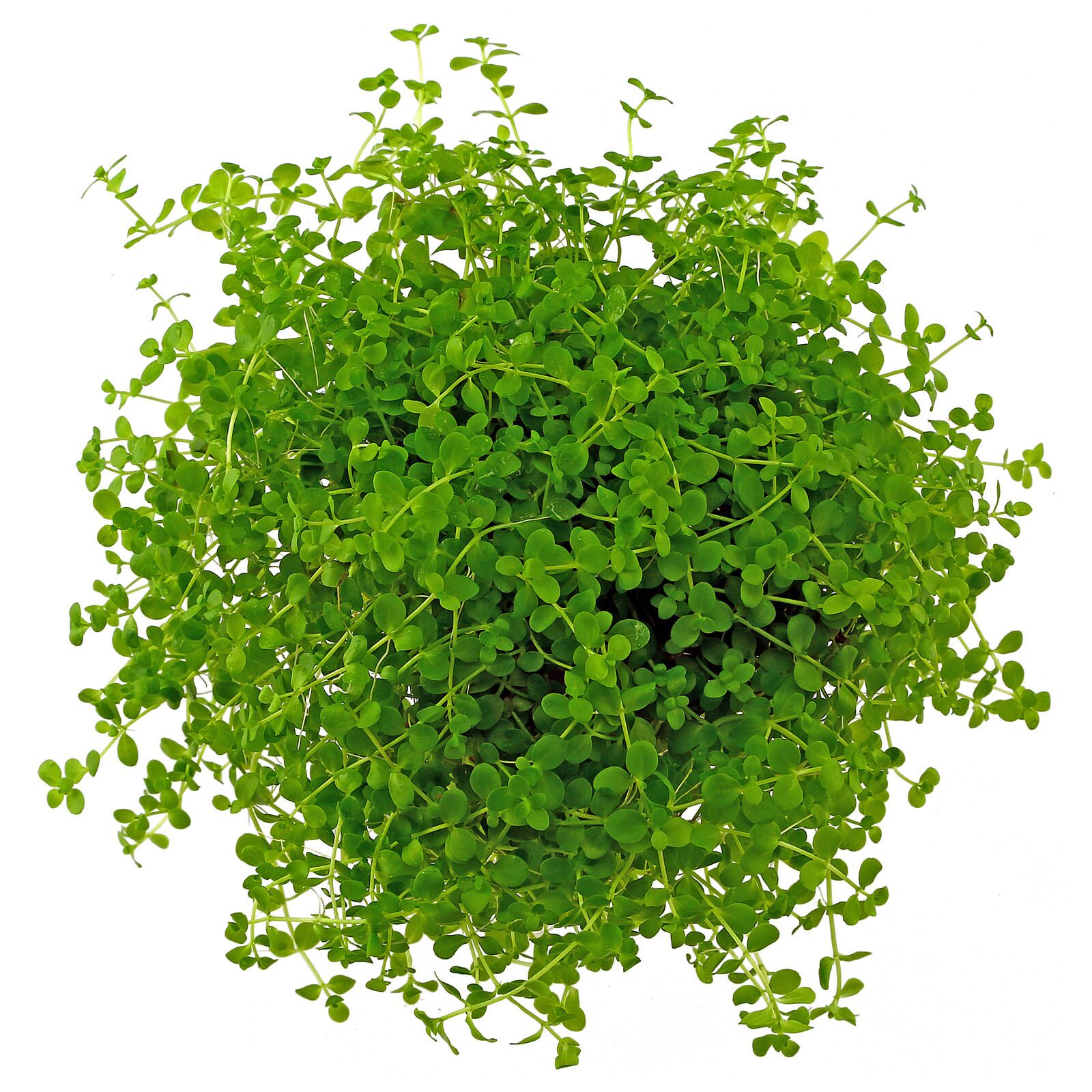 Rostlina Monte Carlo (Micranthemum Tweediei)