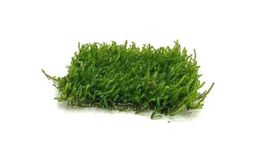 Flame Moss (Taxiphyllum sp.)