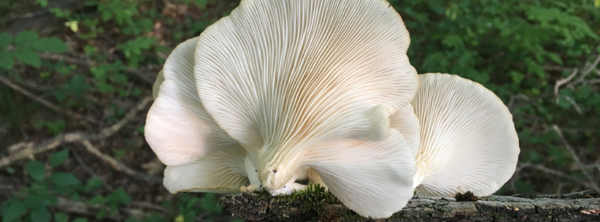 Proč je důležitá čistota betaglukanu?