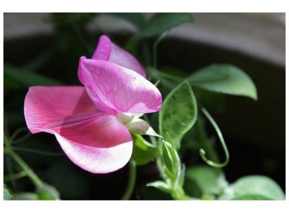 1024 grow me miluju te 1