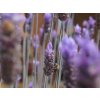 Lavandula stoechas - levandule motýlí - stoechiol