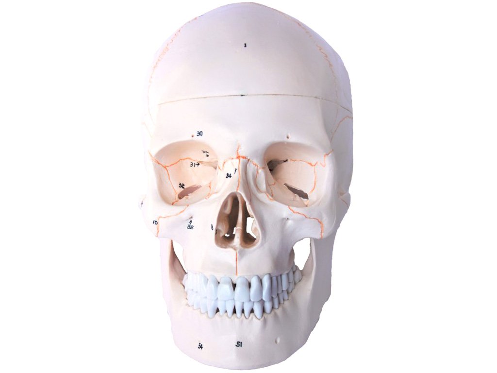 Lebka číslovaná - anatomický model