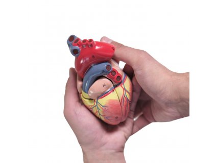 Srdce anatomický model Infinite medstyle, anatomie, model, Model anatomiczny serca Nieskończony styl medyczny, anatomia, model