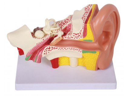 anatomický model ucha, zvukovod, anatomie, studium, anatomiczny model ucha, kanał słuchowy, anatomia, badanie