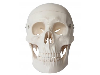 Lebka anatomický model Infinite medstyle, anatomie, kost, kosti, Model anatomiczny czaszki Nieskończony styl medyczny, anatomia, kość, kości